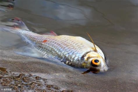 死掉的魚怎麼處理|【魚死掉怎麼處理】魚兒歸西怎麼辦？魚死後處理全攻略